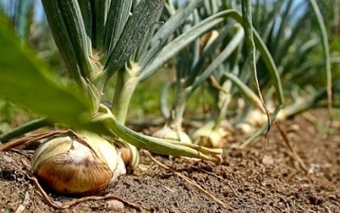 Área de cebola plantada em SC não deve ter aumento significativo; Estima-se que o custo de produção tenha um aumento de 10% a 15%