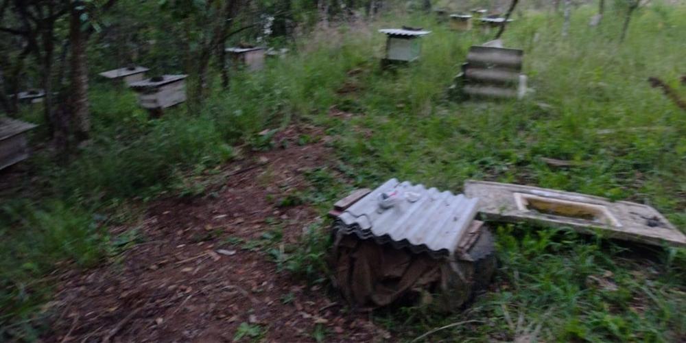 Ataque de abelhas pode ter causado morte de idoso