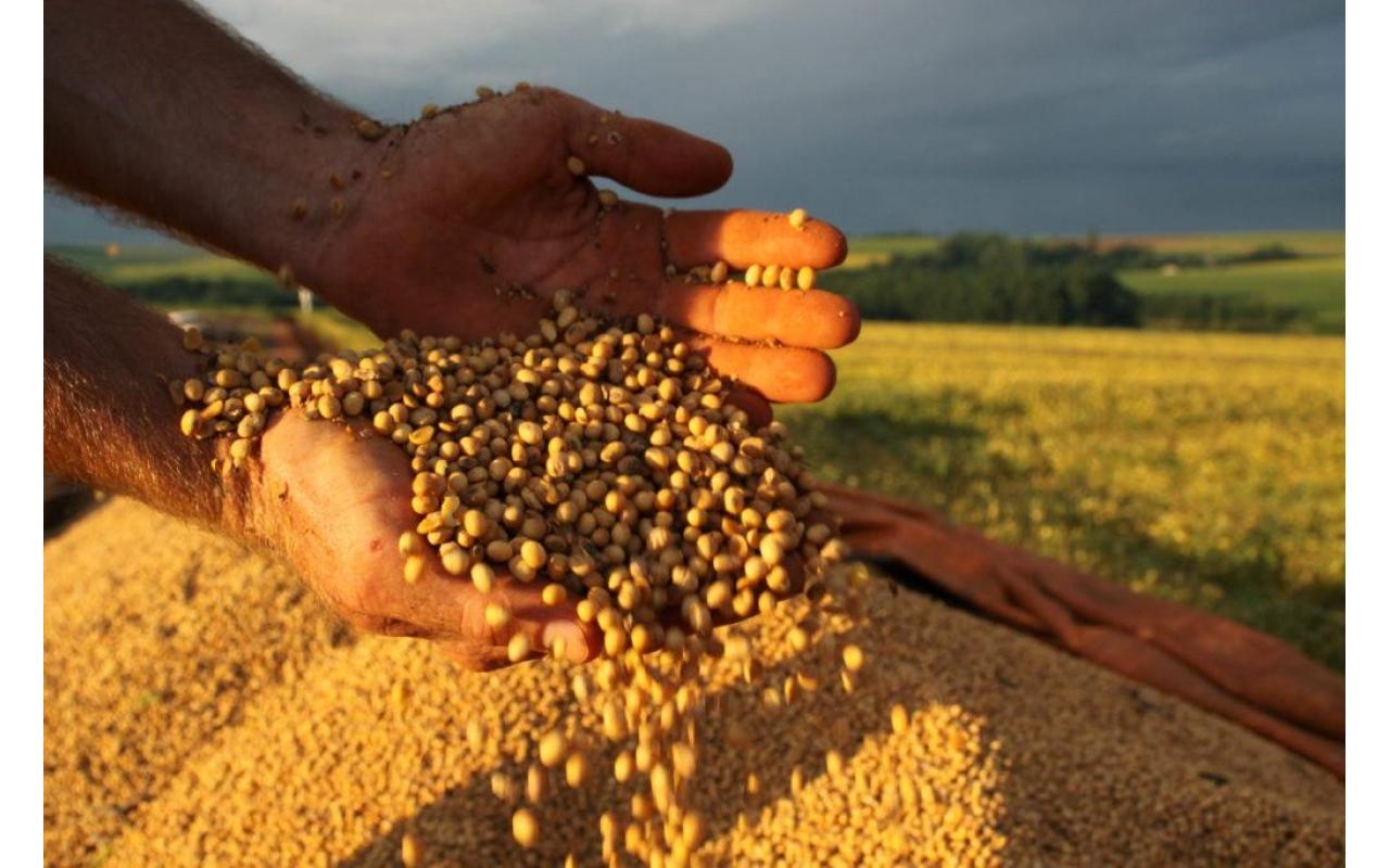 Aumenta a produção de soja na Região da Cebola