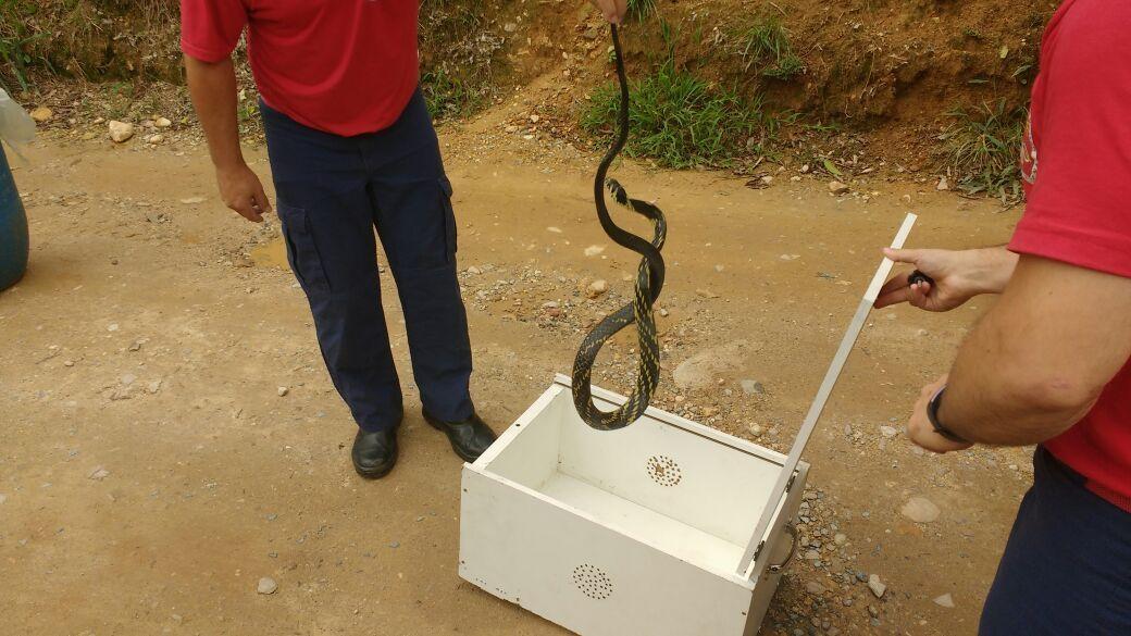 Aumento das temperaturas requer cuidado com animais peçonhentos 