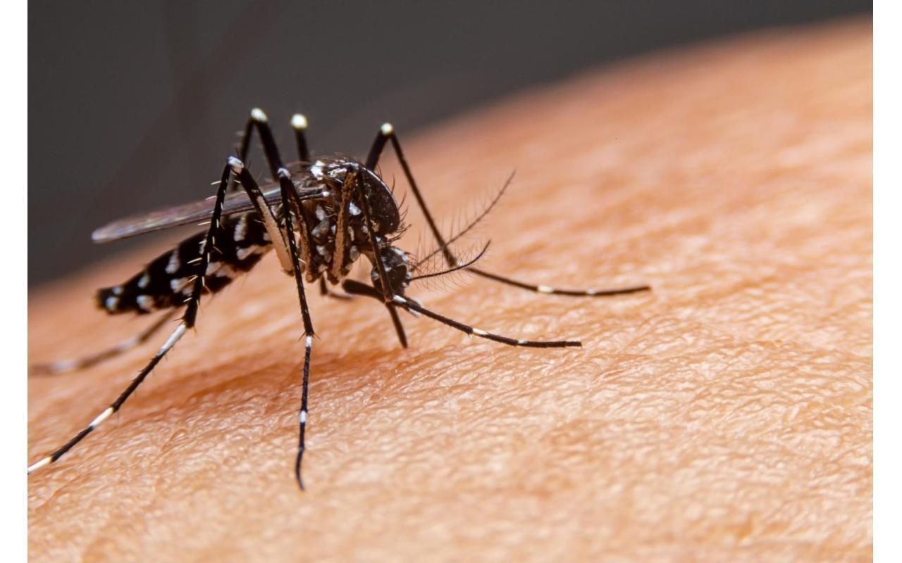 Aurora registra o primeiro caso positivo de dengue