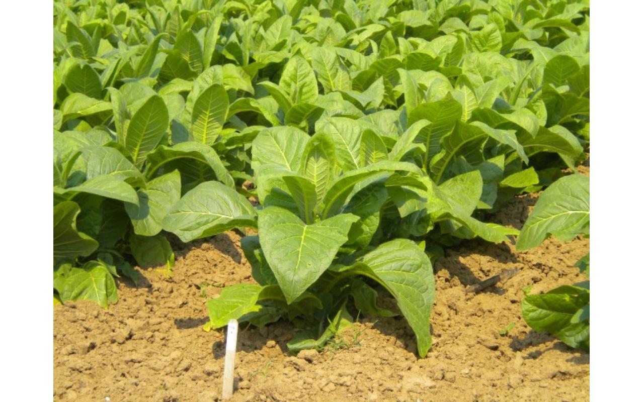 Produção integrada de tabaco pode tornar o produto brasileiro mais competitivo no mercado internacional de fumo em folha