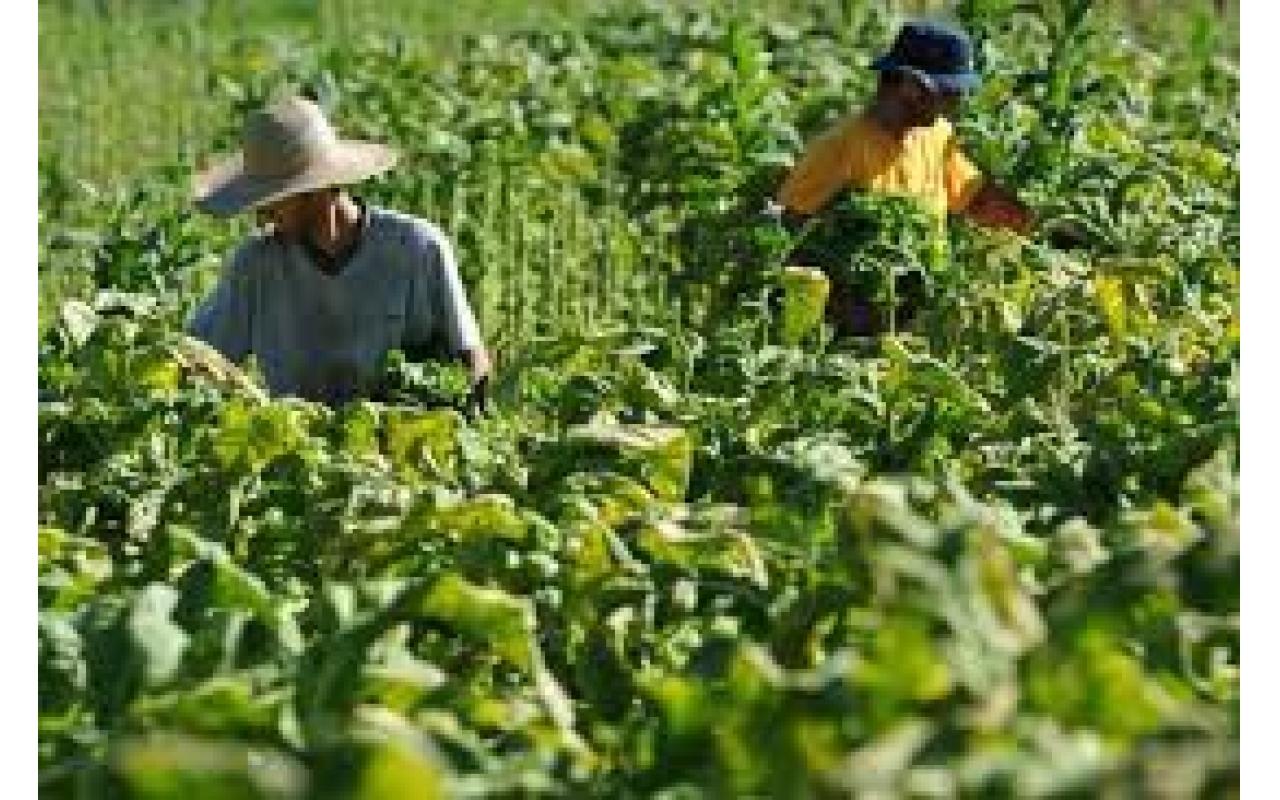 AFUBRA aponta que apenas 2% da safra de tabaco 2014/2015 foi comercializada