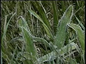Feriado começa com registro da menor temperatura do ano em SC