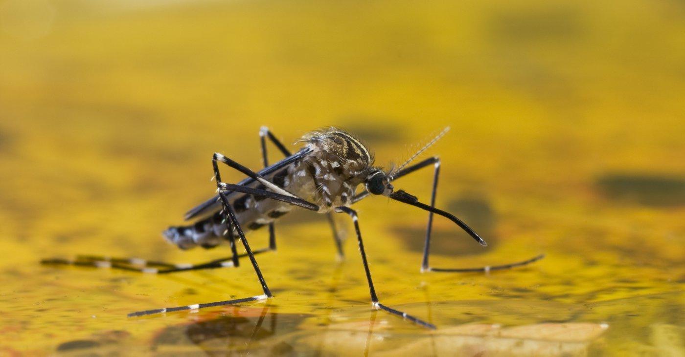 Baixa procura pela vacina da Febre Amarela ainda preocupa a Gerência Regional de Saúde de Rio do Sul