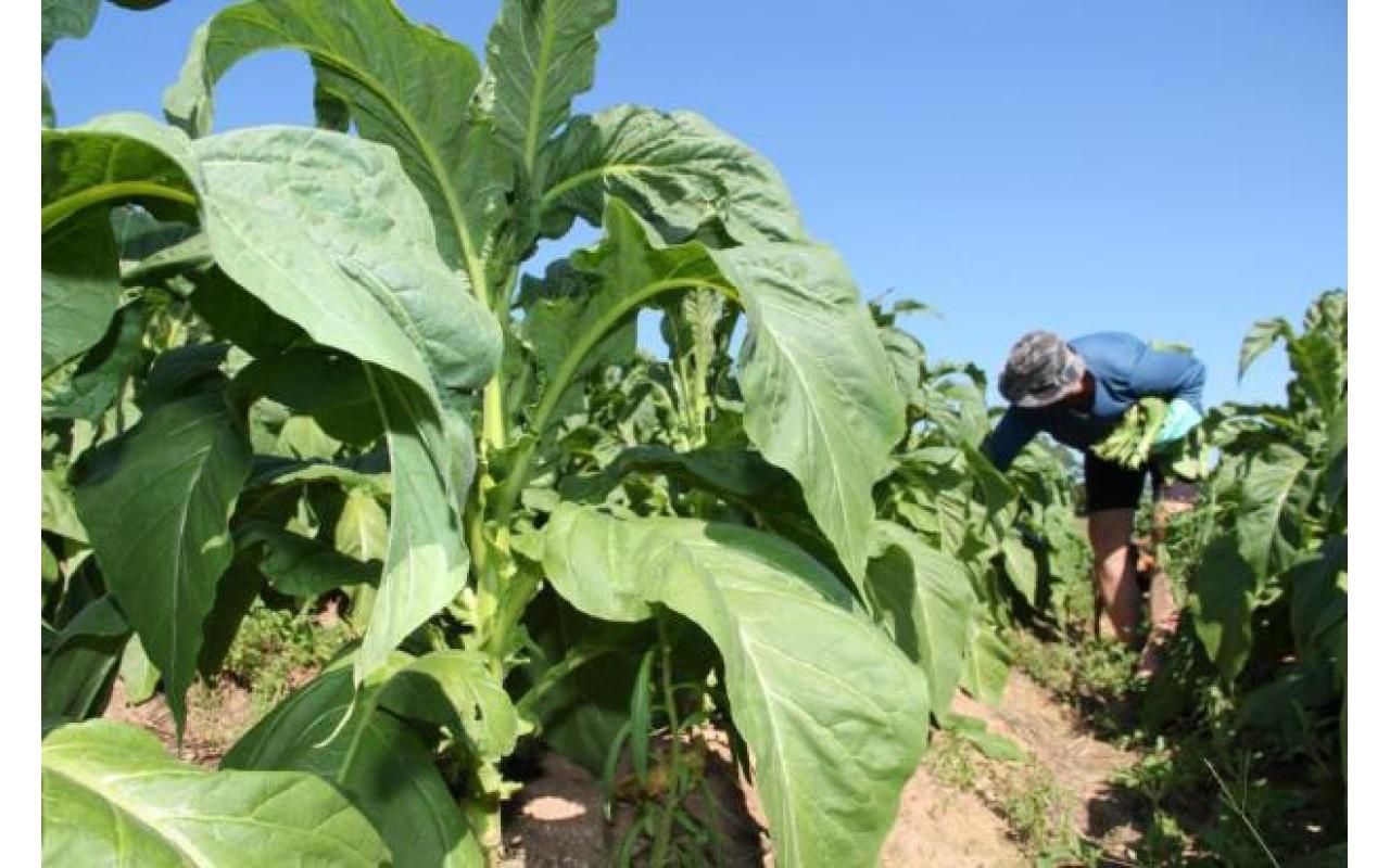 Representantes da Comissão Estadual do Tabaco farão visita as empresas fumageiras para avaliar classificação do produto