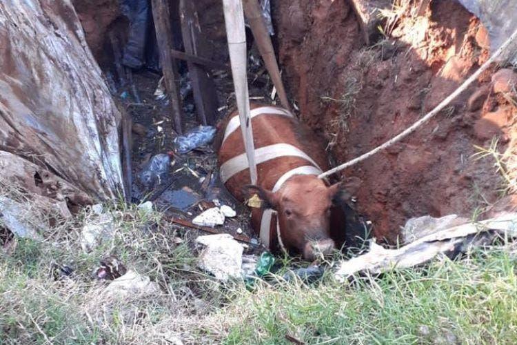 Boi caído em fossa é resgatado com trator em Santa Catarina 