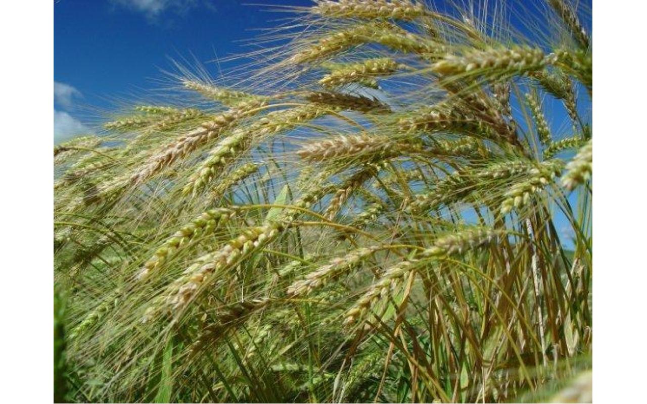 Boletim Agropecuário de agosto traz estimativa de aumento de 79% na safra de trigo 