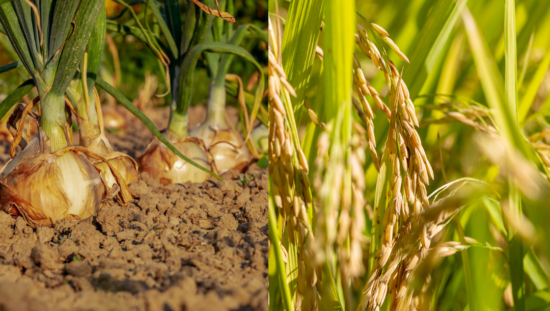 Boletim Agropecuário de fevereiro aponta alta produção de cebola e arroz em SC