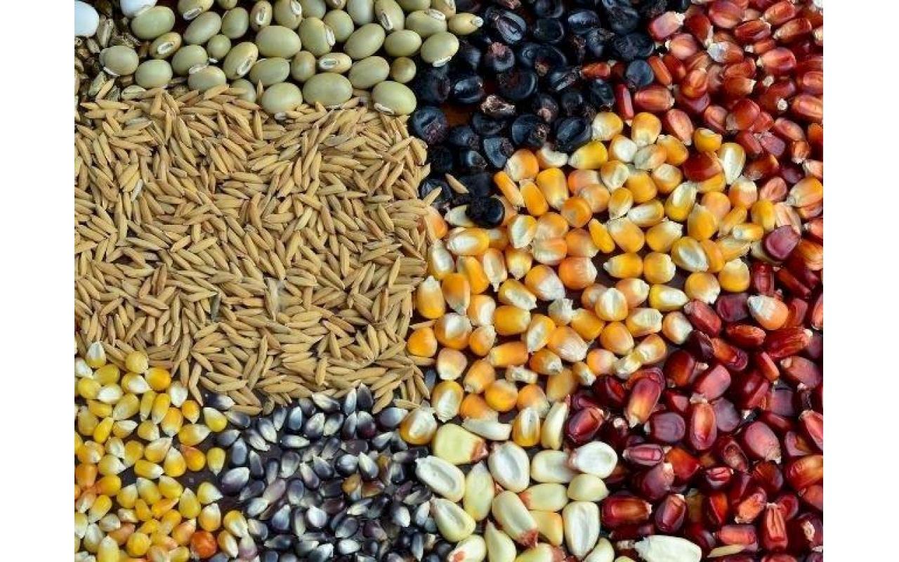 Boletim Agropecuário de março aponta preços pagos aos produtores de grãos em SC