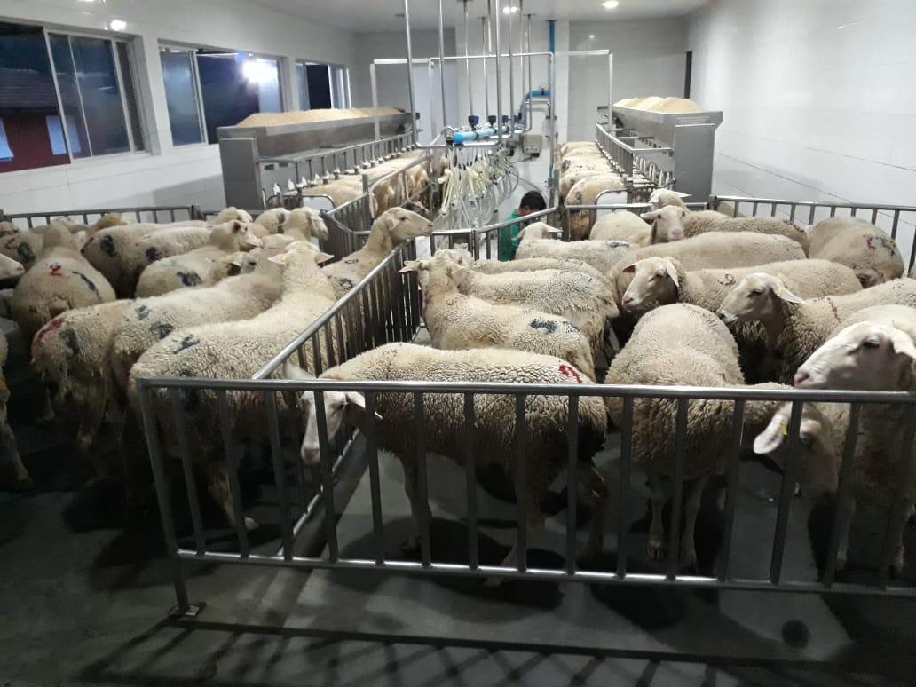 Bom Retiro é a cidade que mais produz leite de ovelha no Brasil