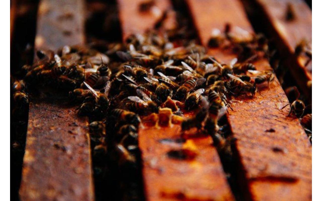 Bom Retiro está entre as cinco cidades que mais produz mel no Brasil