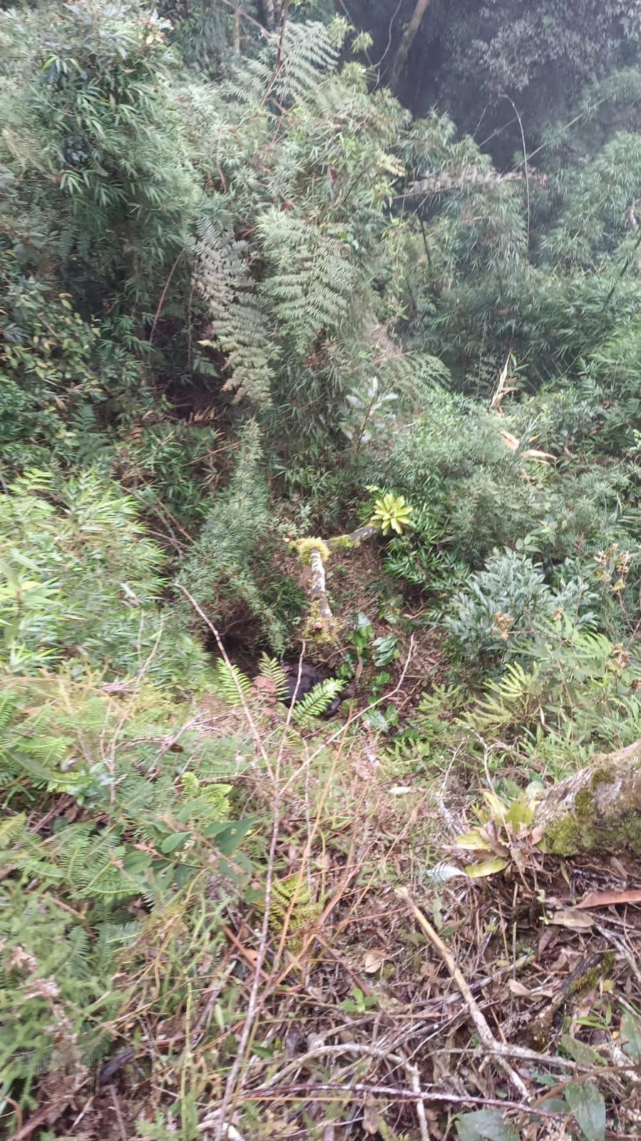 Bombeiros de Ituporanga resgatam bezerro em ribanceira de 15 metros em Imbuia