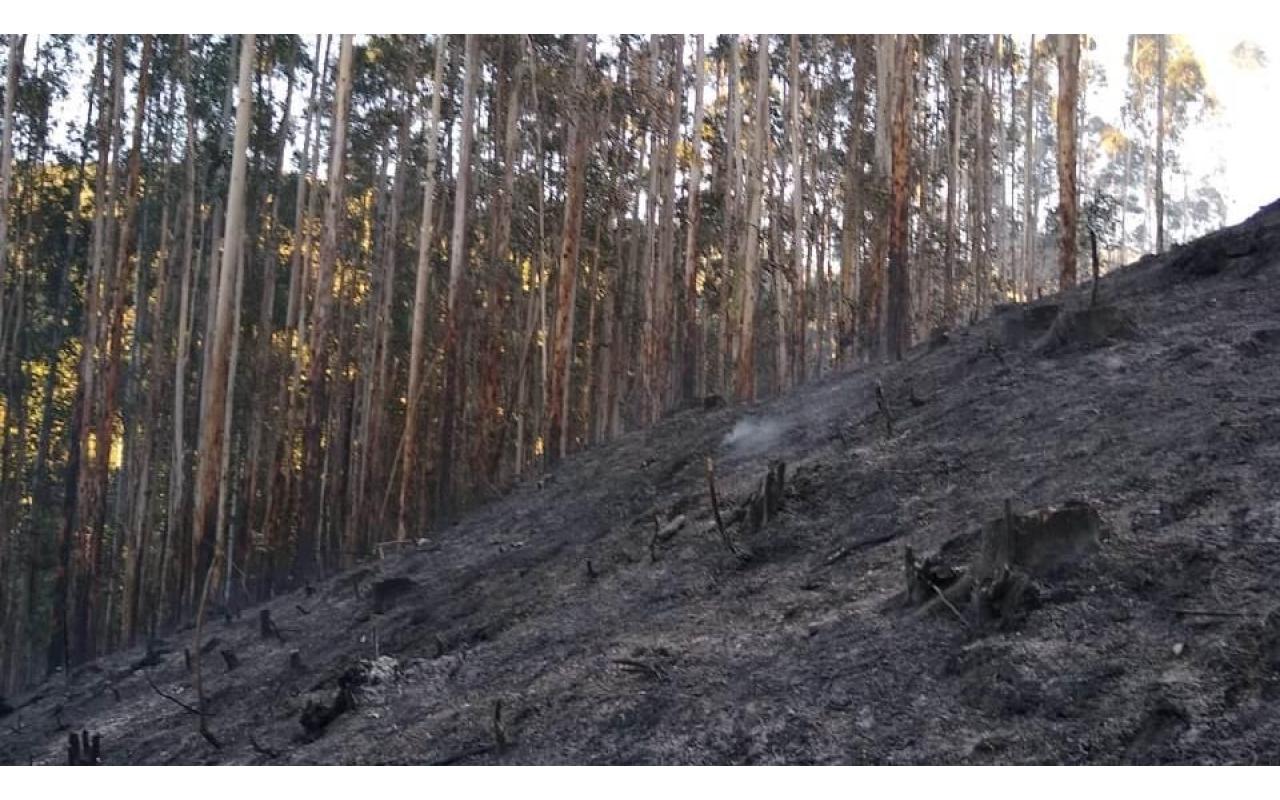 Bombeiros levam cerca de três horas para combater incêndio em reflorestamento de eucaliptos em Vidal Ramos