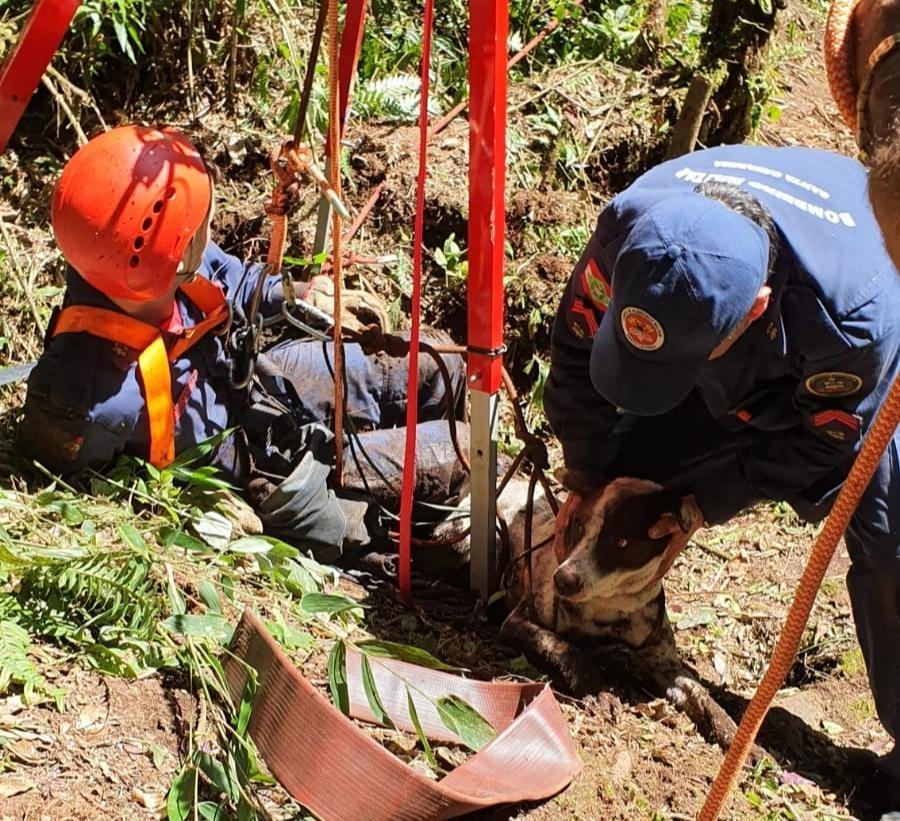 Bombeiros resgatam cachorro que caiu em fenda de cerca de 33 metros em Taió
