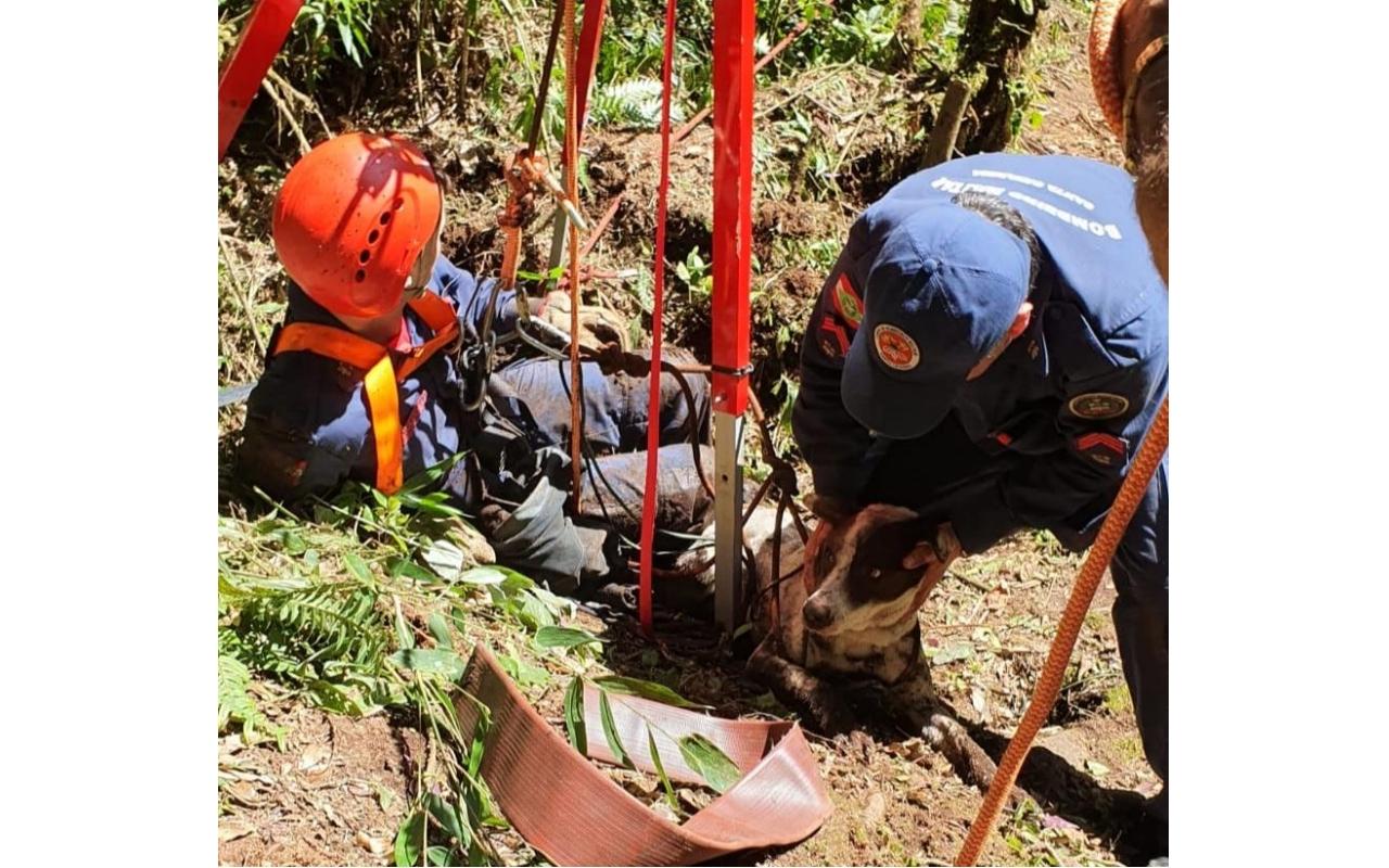 Bombeiros resgatam cachorro que caiu em fenda de cerca de 33 metros em Taió