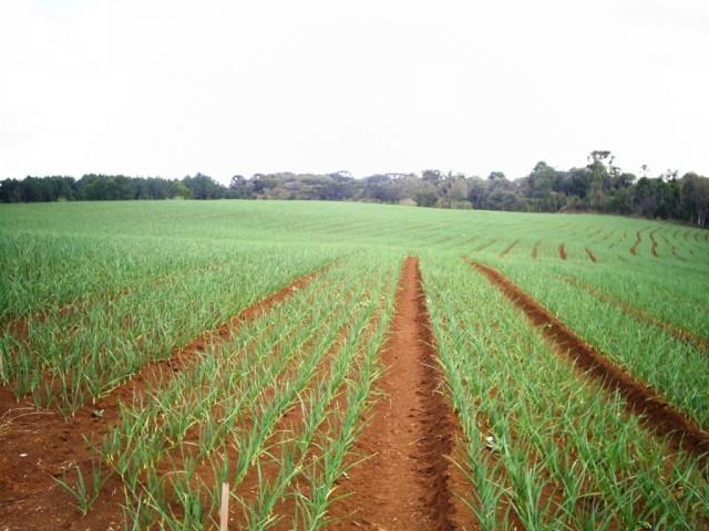 Intensifica o plantio de cebola na região
