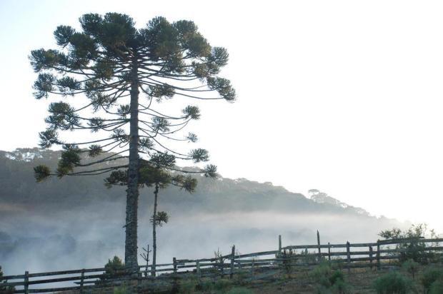 Amanhecer registra -3,7ºC em Urupema, na Serra catarinense