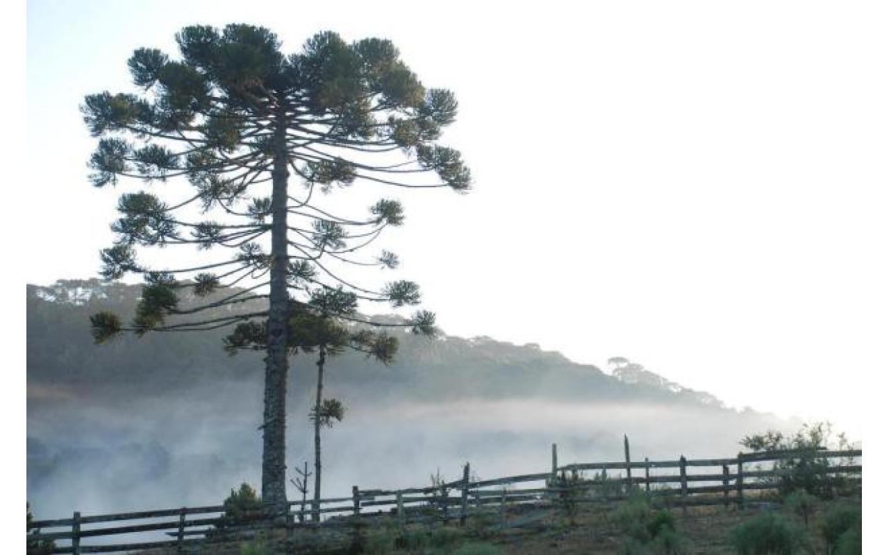 Amanhecer registra -3,7ºC em Urupema, na Serra catarinense