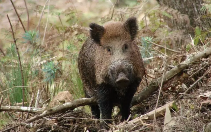 Caçador é a atingido por tiro após ser confundido com javali em Santa Catarina 