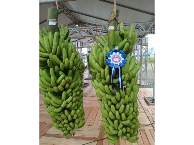 Cacho de banana com mais de 70 kg vence competição em Balneário Piçarras