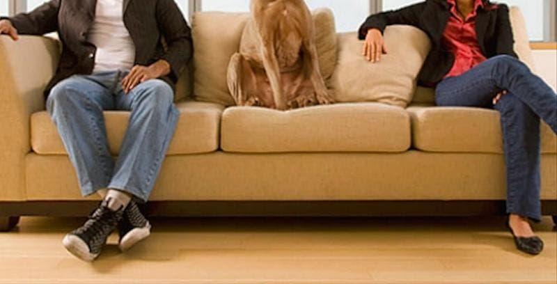 Cachorro é alvo de disputa entre mulher, ex-marido e sogra na justiça no Planalto Norte de Santa Catarina
