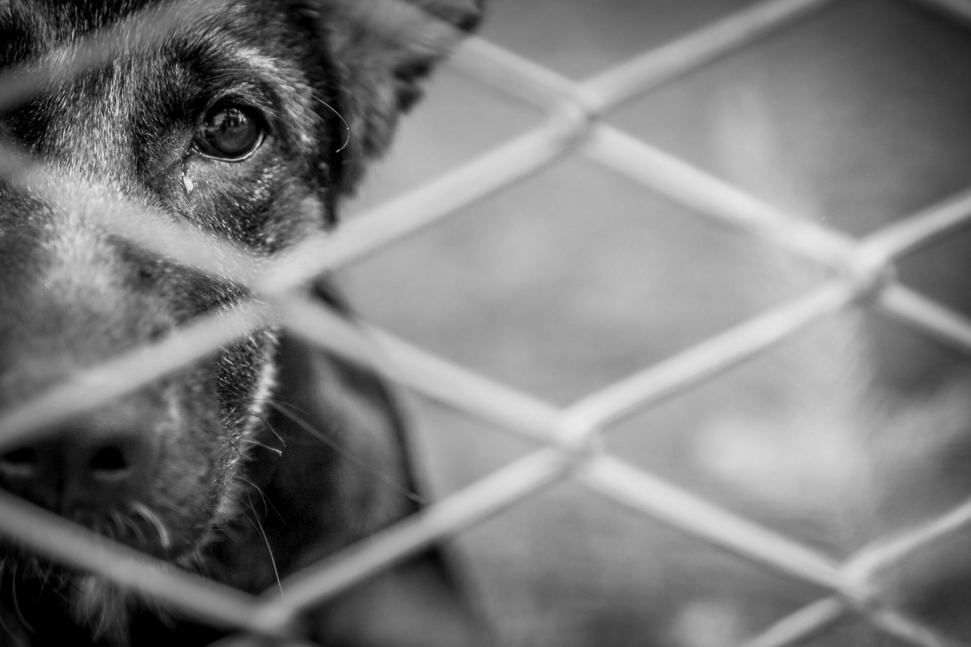 Cachorro é encontrado com corte na cabeça em Ituporanga
