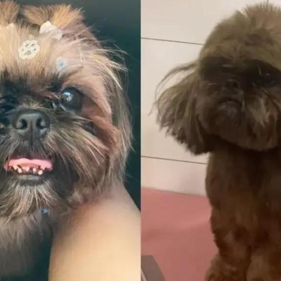 Cachorro furtado é encontrado pintado com tinta de cabelo