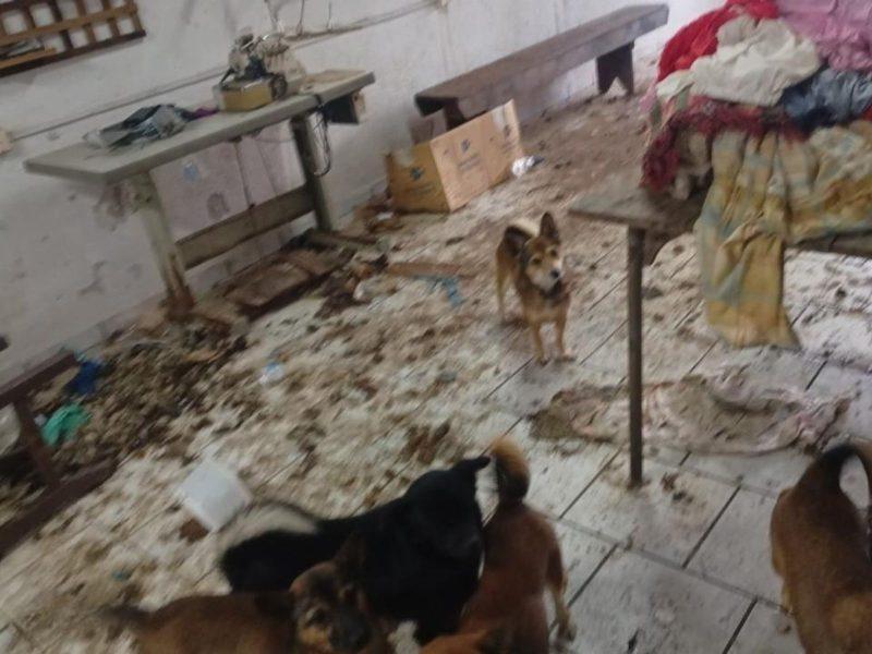 Cadeirante é deixada sozinha em casa com mais de 20 animais em situação de maus-tratos e oito mortos