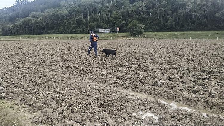 Cães ajudam em buscas de mulher desaparecida em Agronômica