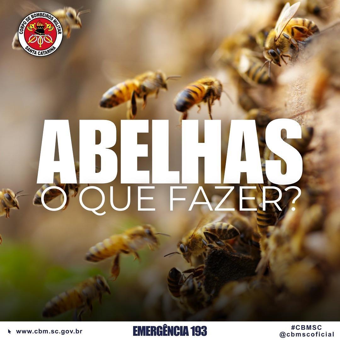 Calor e queimadas aumentam ocorrências com abelhas; confira dicas de prevenção