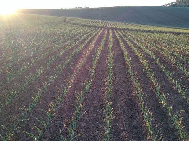 Câmara Setorial da Cebola aponta aumento de até 10% na área plantada