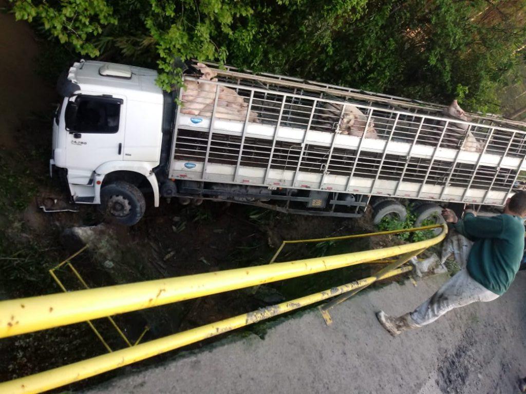 Caminhão carregado de porcos sai da estrada e quase tomba