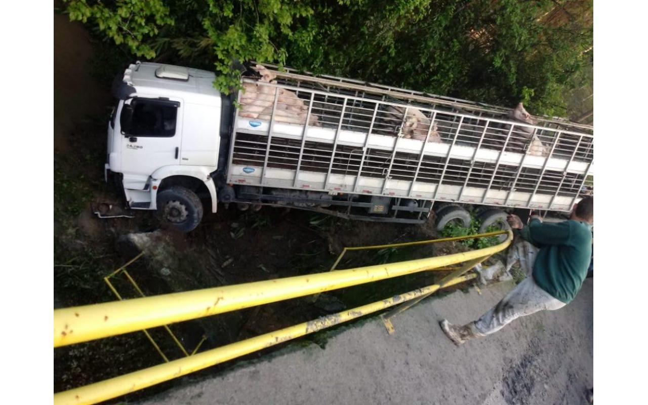 Caminhão carregado de porcos sai da estrada e quase tomba