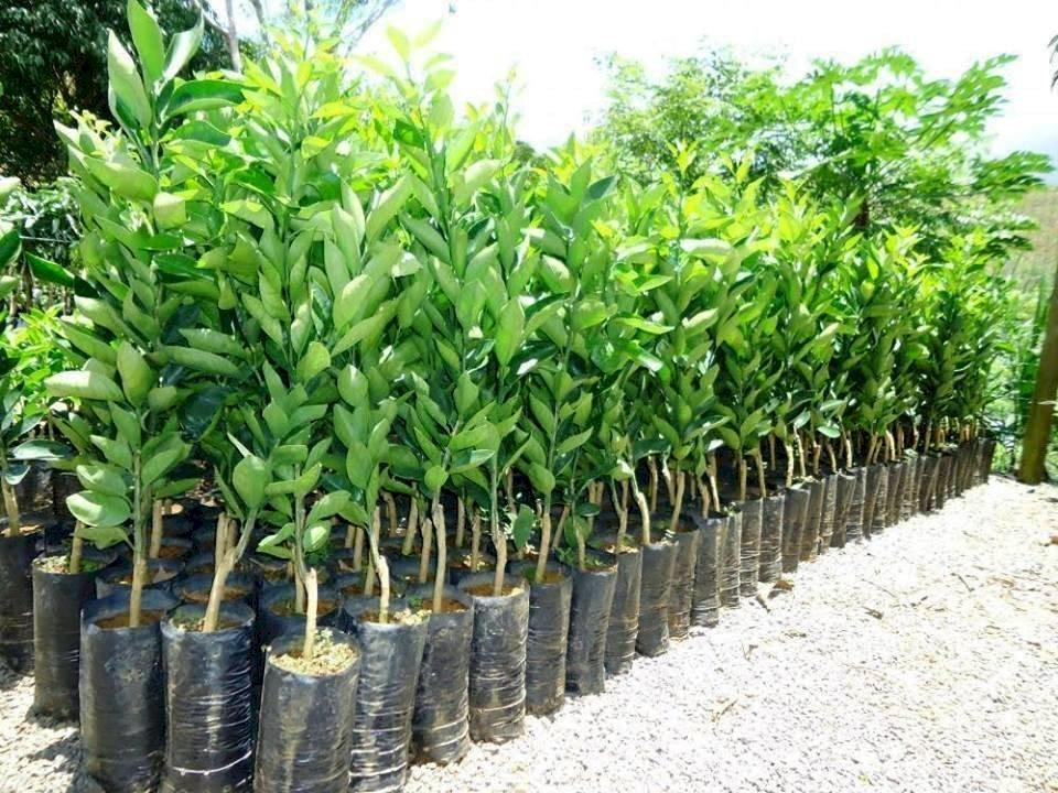 Campanha de mudas frutíferas e ornamentais é realizada em Petrolândia