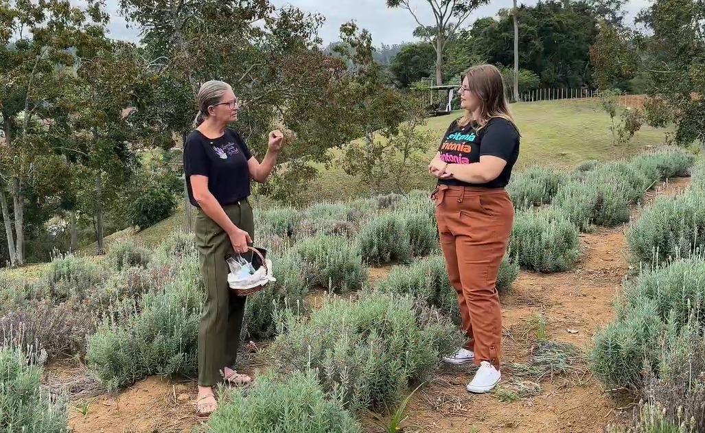 Campo de Lavandas chama atenção pela beleza e propriedades medicinais em Ituporanga