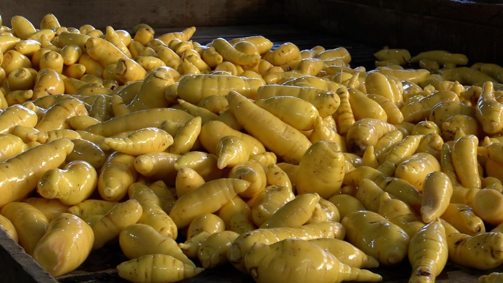 Capital catarinense da batata-salsa, Angelina produz mais de 8 toneladas da hortaliça por ano