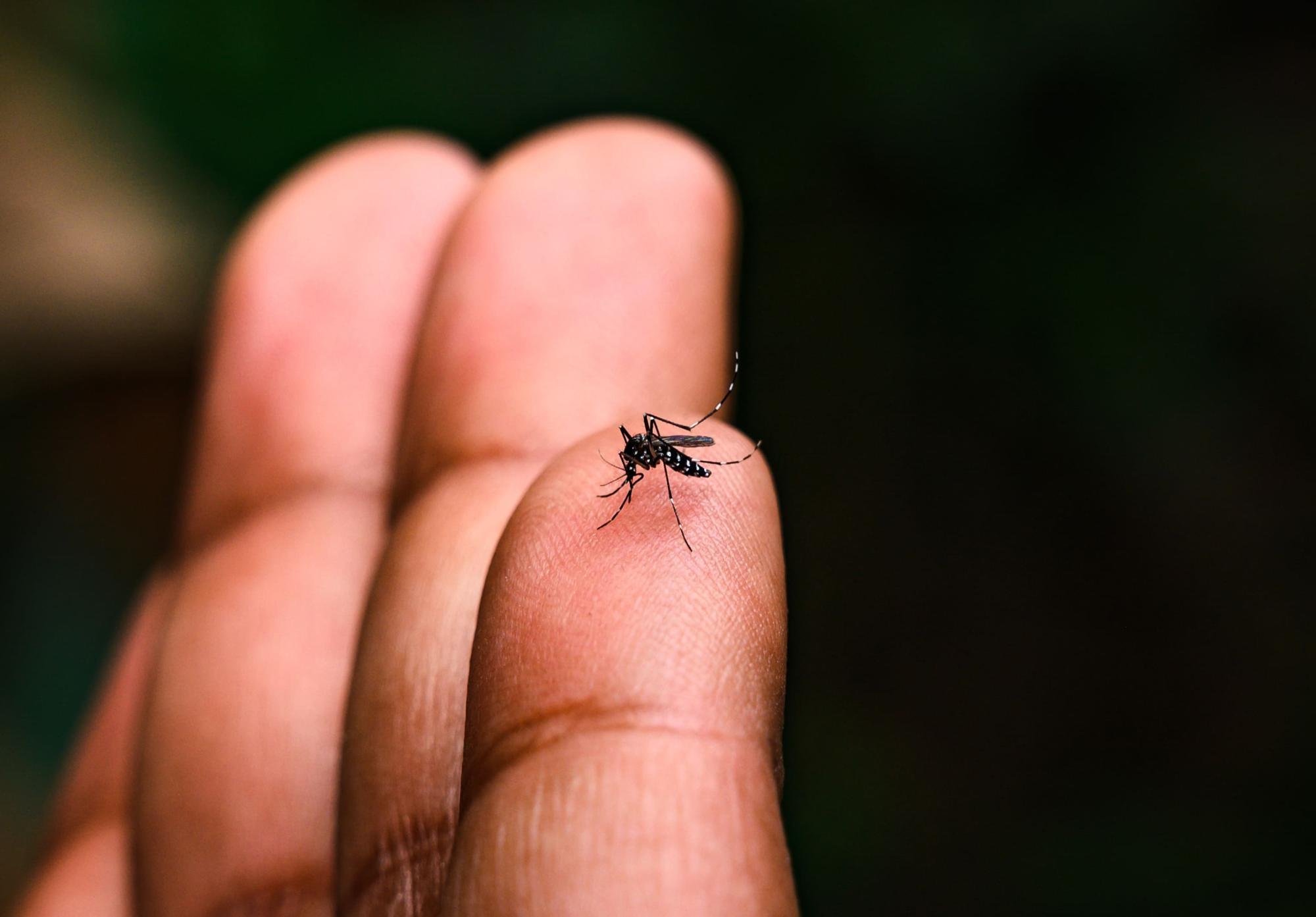 Caso de dengue em Ituporanga é importado, afirma Secretaria de Saúde