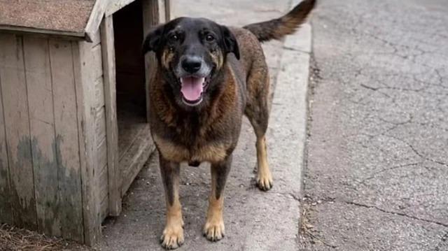 Caso Orelha: perícia descarta agressão e aponta doença grave como causa da morte do cão