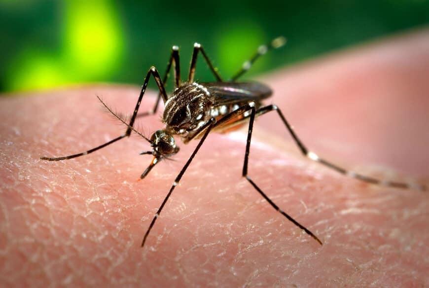 Caso suspeito de dengue em Aurora é descartado