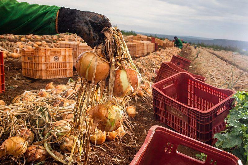 Cebola garante bônus de até 46,43% no PGPAF para agricultores de Santa Catarina