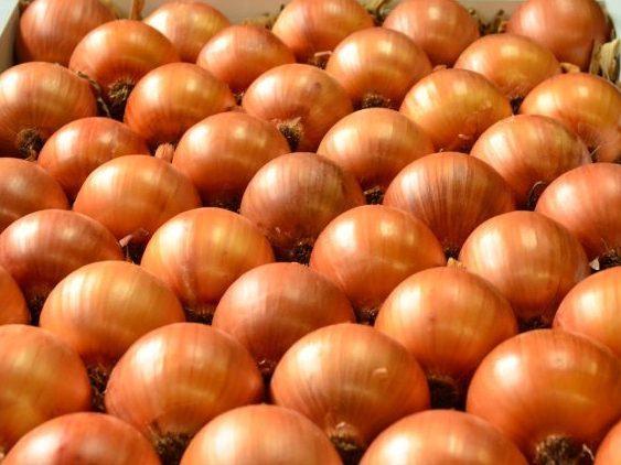 Cebola Valessul é a mais plantada em Santa Catarina
