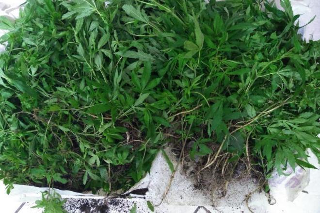 Cerca de 600 pés de maconha são encontrados em Itaiópolis, no Planalto Norte de SC