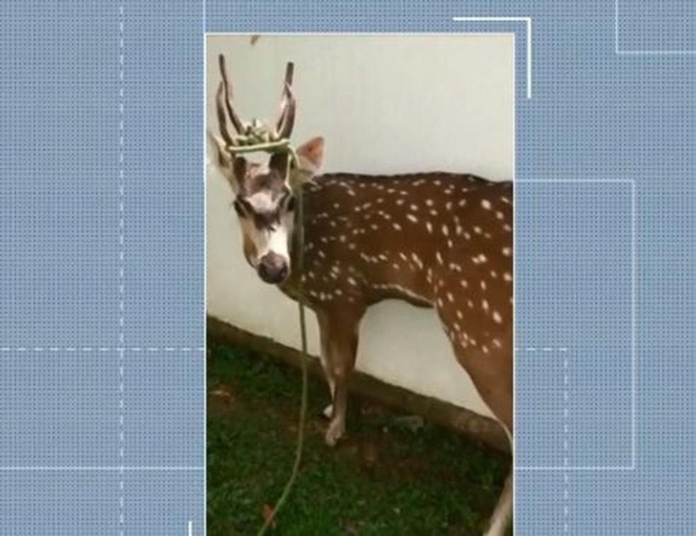 Cervo nativo da Índia é encontrado no Centro de São Joaquim