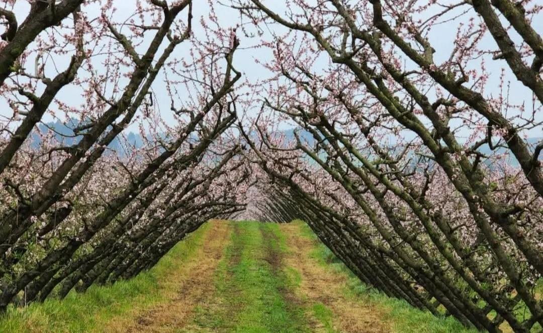 Chácara Esmeralda é destaque em Simpósio de Fruticultura da Região Sul
