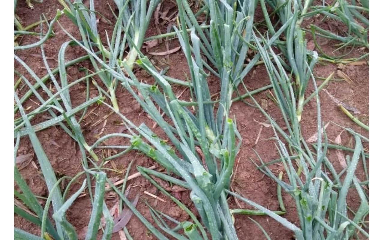 Chuva e granizo causam prejuízos para produtores de cebola da região