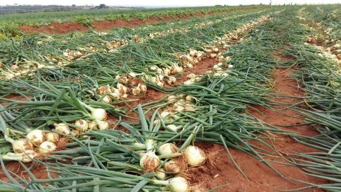 Cidasc colhe amostras de hortaliças na Região da Cebola para detecção de resíduos de agrotóxicos