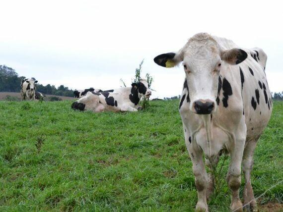 CIDASC e Secretaria de Agricultura de Alfredo Wagner agem para controle de raiva bovina na cidade