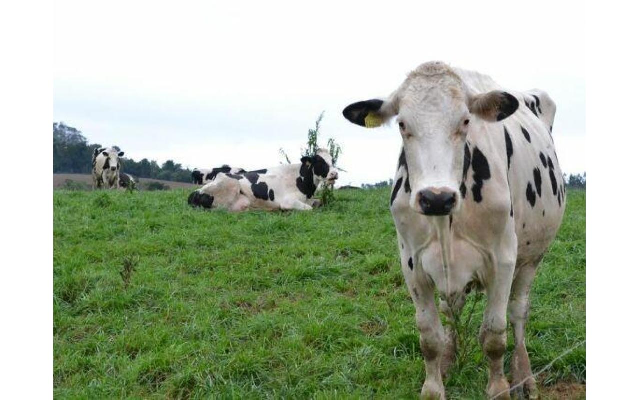 CIDASC e Secretaria de Agricultura de Alfredo Wagner agem para controle de raiva bovina na cidade