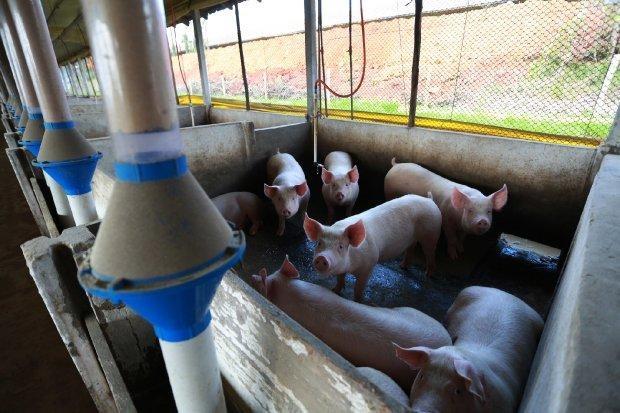 Cidasc emite alerta sobre possibilidade do retorno da peste suína africana